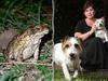 Paralysed in 20 minutes: Terrifying speed toad poison shot through pup