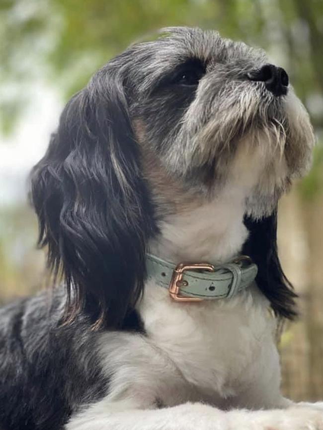 Four-year-old Maltese cross Oliver. Photo: Supplied