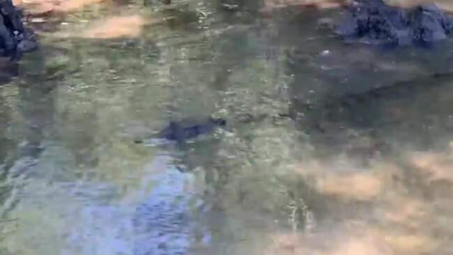 Fishos spot croc at Rapid Creek