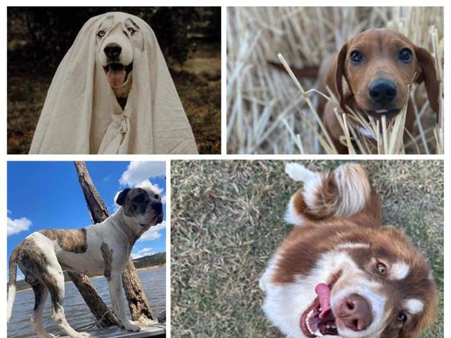 Dubbo's cute dogs. Photo: Supplied.