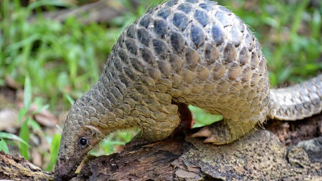 A juvenile Sunda pangolin feeds on termites at the Singapore Zoo. The endangered pangolin may be the link that facilitated the spread of the novel coronavirus across China.