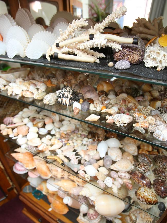 An assortment of shells collected by Jeanette James. Picture: Richard Jupe.