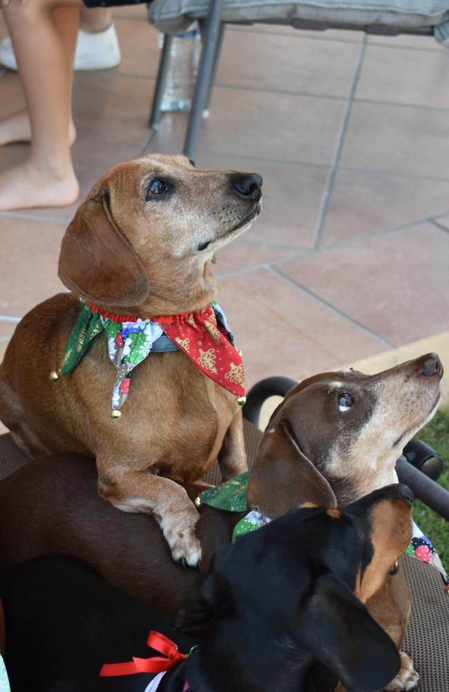 Dudley leaning on his sister Delilah. Photo: Janessa Ekert