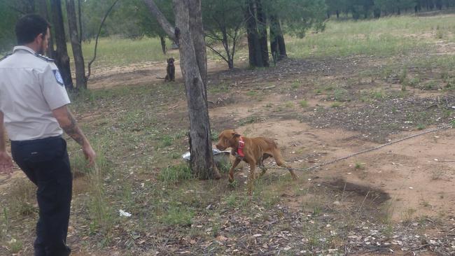 A dog tied up at the property. Photo Supplied RSPCA