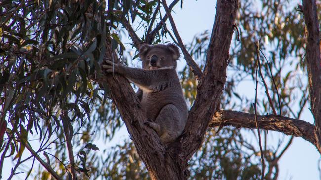 Wild koala populations in the greater Sydney area are under threat and could be wiped out within the next 50 years.