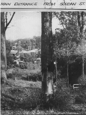 How the ironbark looked a century ago when it was still large and had an obvious shield scar.