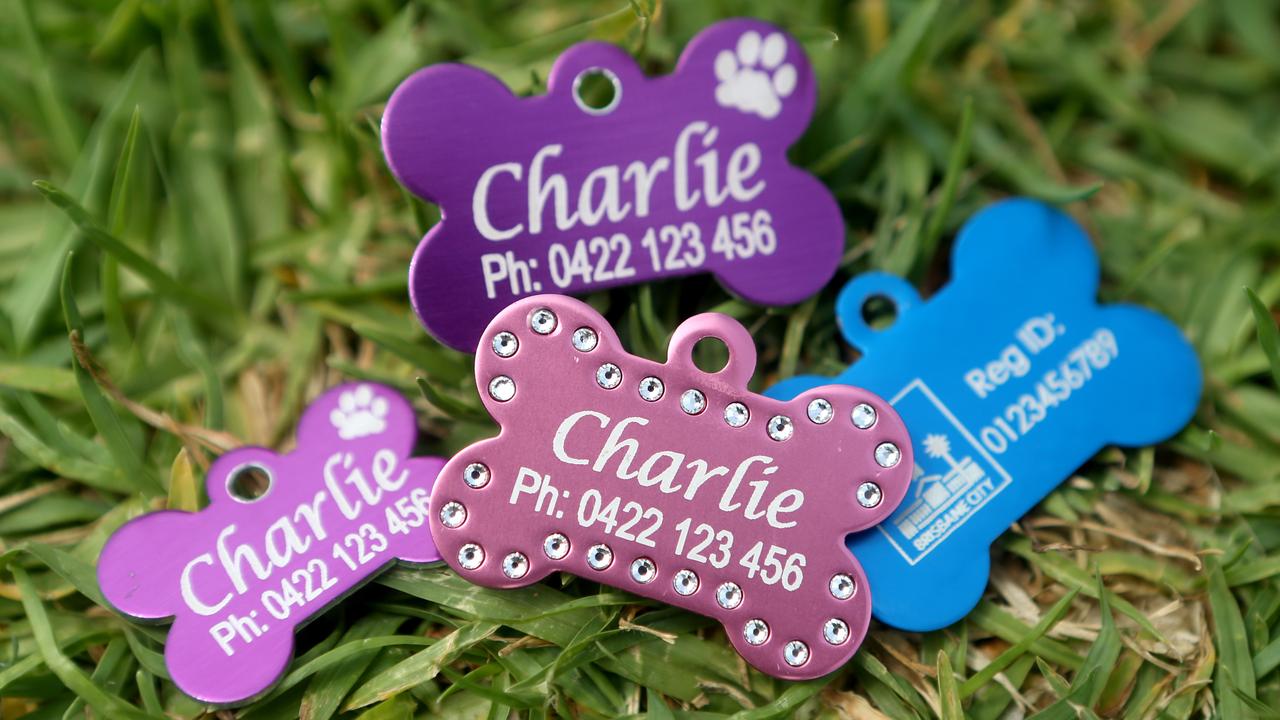 Dog registration outlet tags