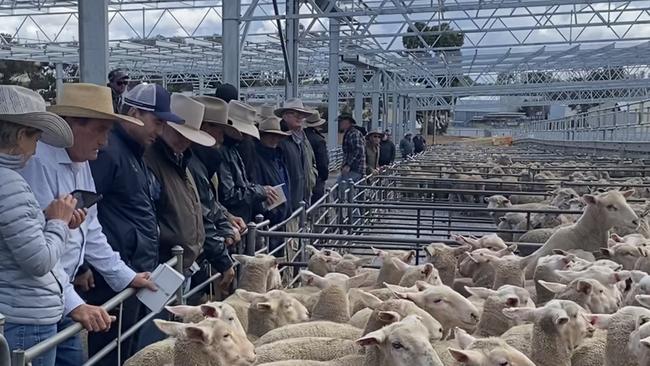 Buyers are paying more for heavy lambs this year on a c/kg basis, rewarding growers who have them to sell.