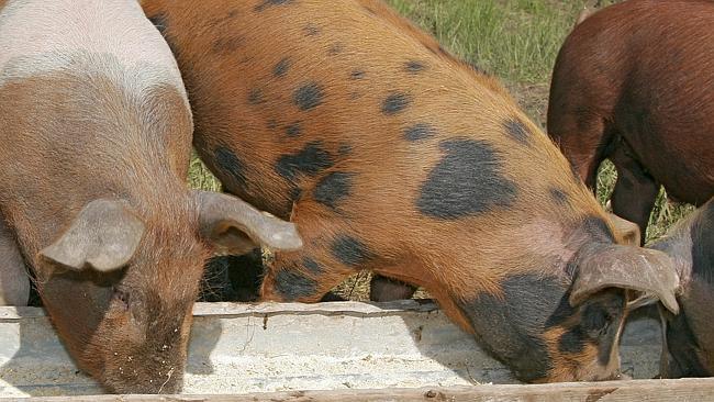 Anatara is working on a drug to combat pig diarrhoea.