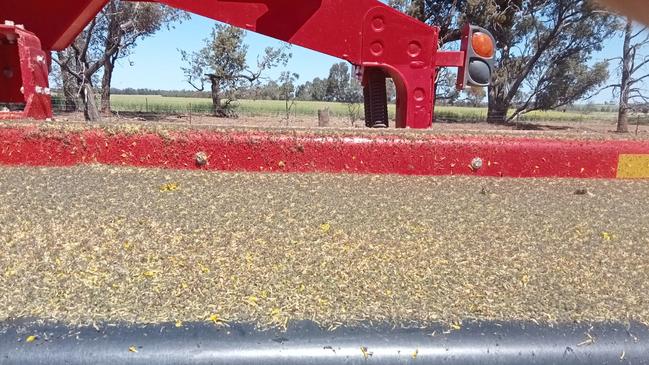 Picture taken north of Marrar in southern NSW. After frost farmers are now dealing with aphids. Picture: Supplied