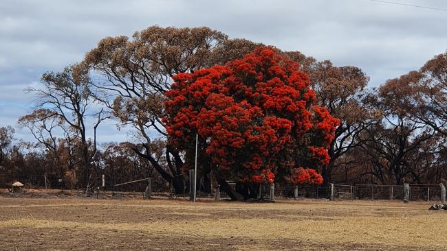 The flowering gum tree Ivy Wooton found at the entrance to her farm at Gosse following the fires. Picture: supplied