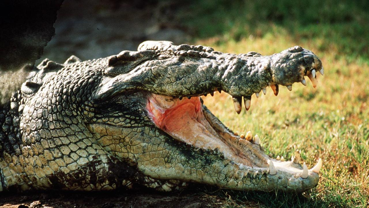 Crocodile reportedly snatches dog from Cardwell Beach | The Cairns Post