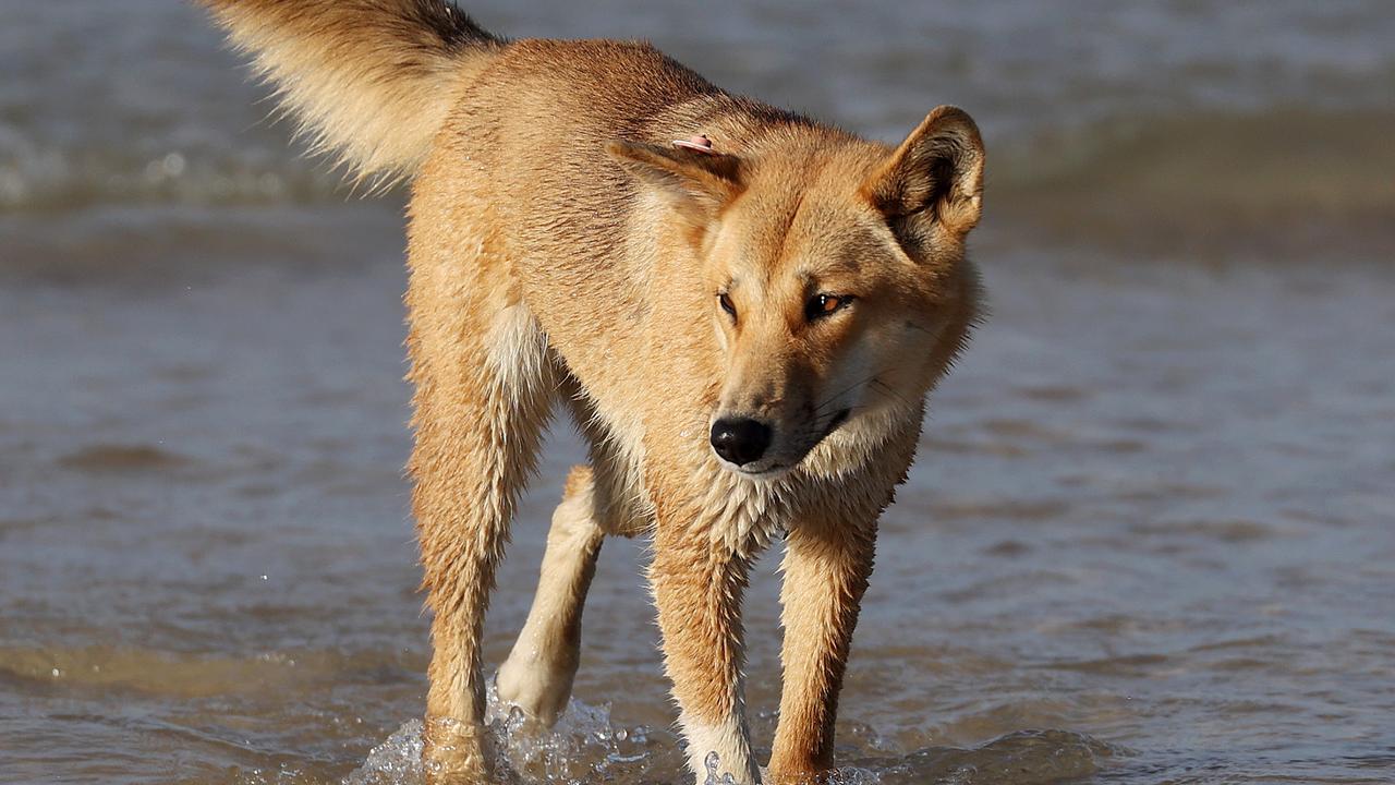 Rangers have revealed a dingo which bit a young girl at the popular tourist island off the Fraser Coast was known to them and had been in ‘threatening behaviour’ in earlier incidents. Picture: Liam Kidston