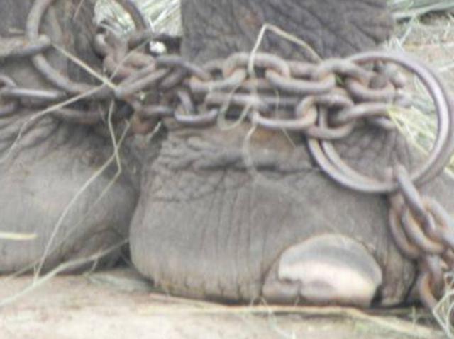 The animal has no escape and is forced to wear these chains all the time. Picture: Carol Buckley/Elephant Aid International