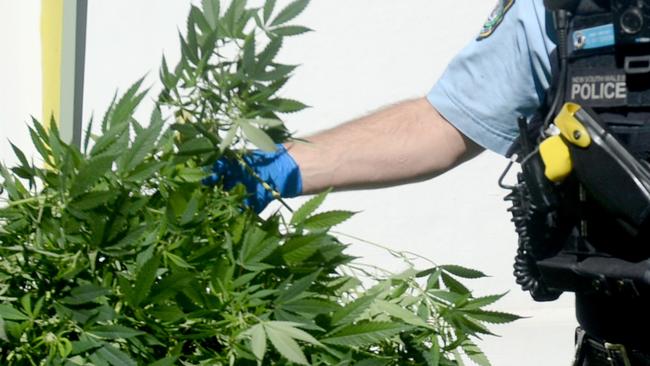 An example of police removing plants from a hydroponic cannabis set-up. Picture: Jeremy Piper