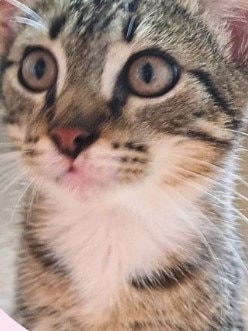 Four month old kitten Snap is available for adoption via AdoptMe Kittens.