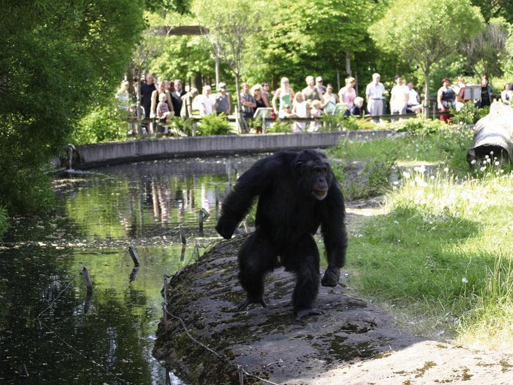 Santino the chimpanzee in undated image released by Furuvik Zoo in 2009.