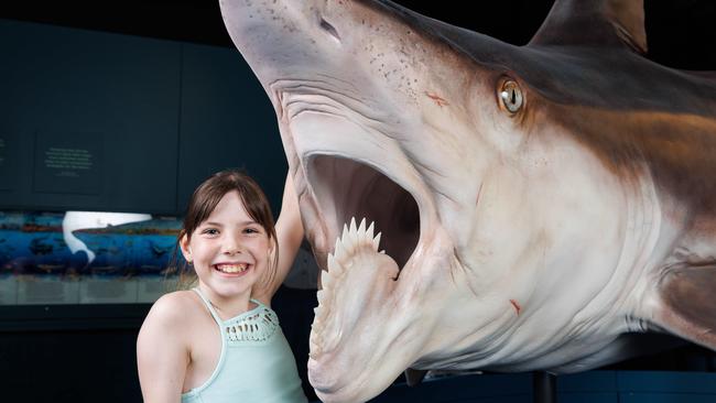 The Shark Exhibit was held at the Australian Museum.