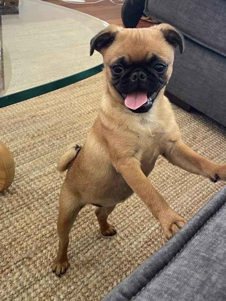 Pam Hore – Pam is our 10 month old Brussels Griffon x Pug puppy. She has a playful &amp; cheeky personality, loves her toys, food, cuddling &amp; nipping her brother Gary all the time!