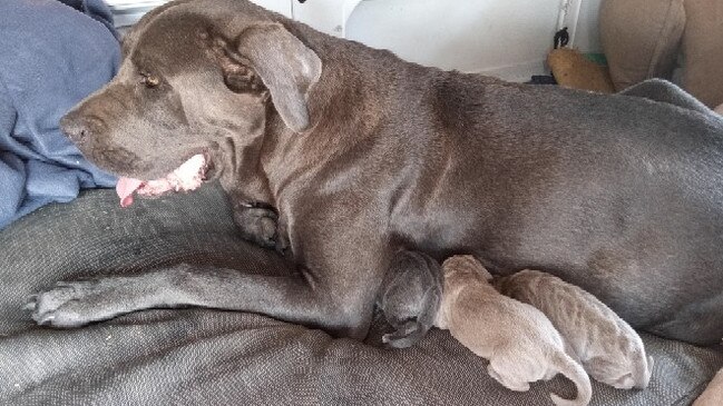 Violet was at Tallebudgera Creek when she unexpectedly went into labour.