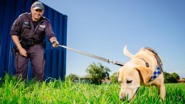 Drug dog Maddy in action with handler, Leading Senior Constable Aaron Gleaves at the dog squad base in Menai. Picture: Jonathan Ng