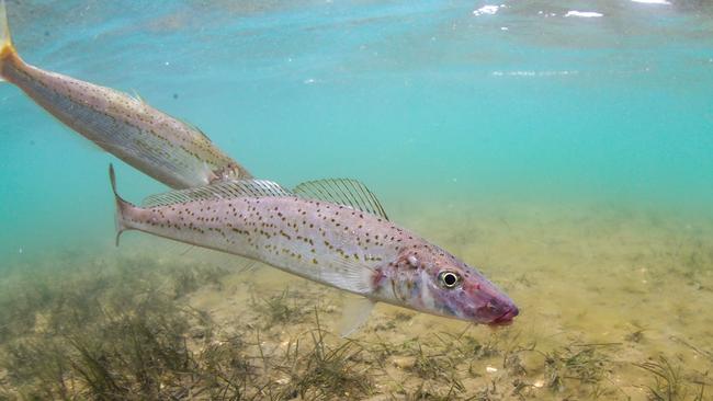 The King George is one of the most popular fish among anglers in South Australia.