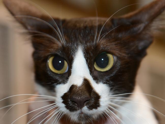 What’s the deal with this cat’s nose?