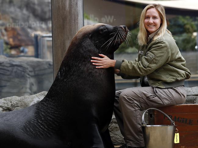 The seal show is back on when Taronga Zoo reopens next month. Keeper Rei van Gogh pictured with Charlie the sea lion. Picture: Sam Ruttyn