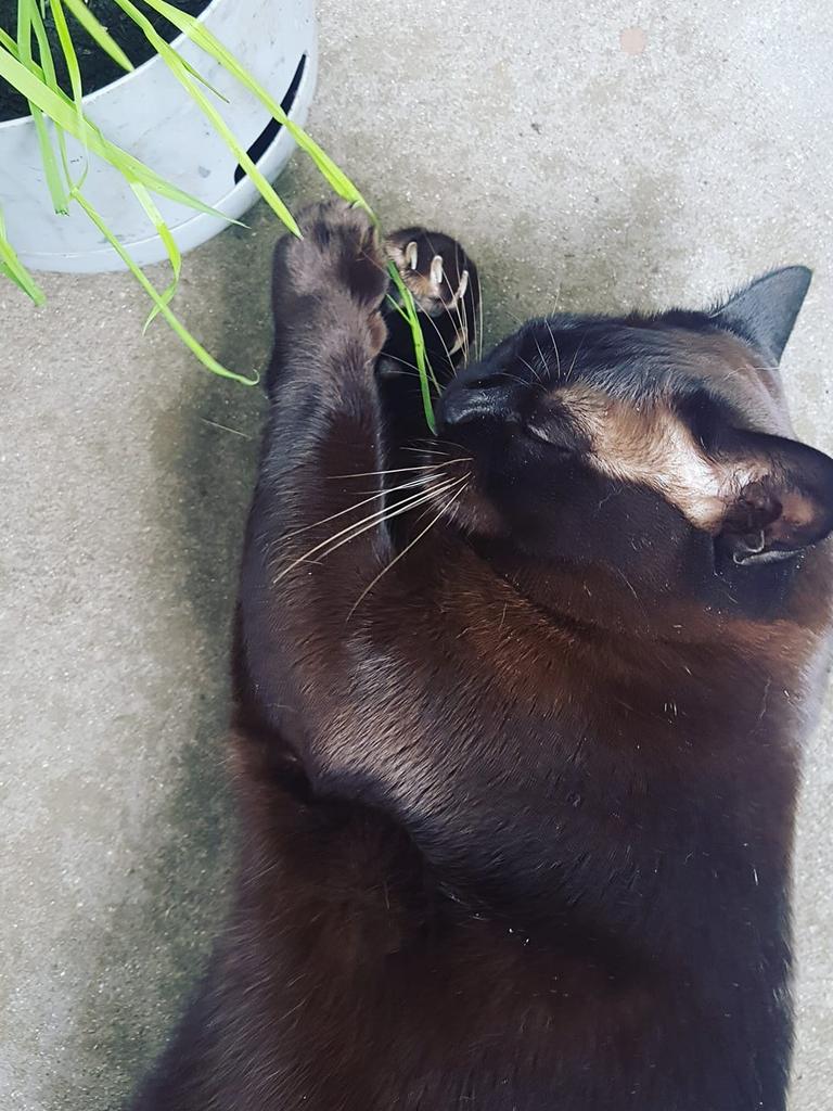 This is my purebred Burmese Zelda and it's her first taste of cat grass and she loves it. Picture: Casey-Maree Munchkin Marek. 