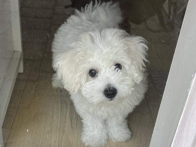 Harper, sent in by Chloe Wong, Rosslyn Par.