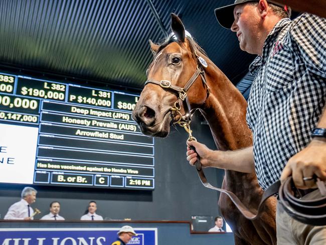 Lot 385 sold for $1.9M at the Magic Millions sales. Bought by Ottavio Galetta and to be trained by Richard Litt. Picture by Luke Marsden.