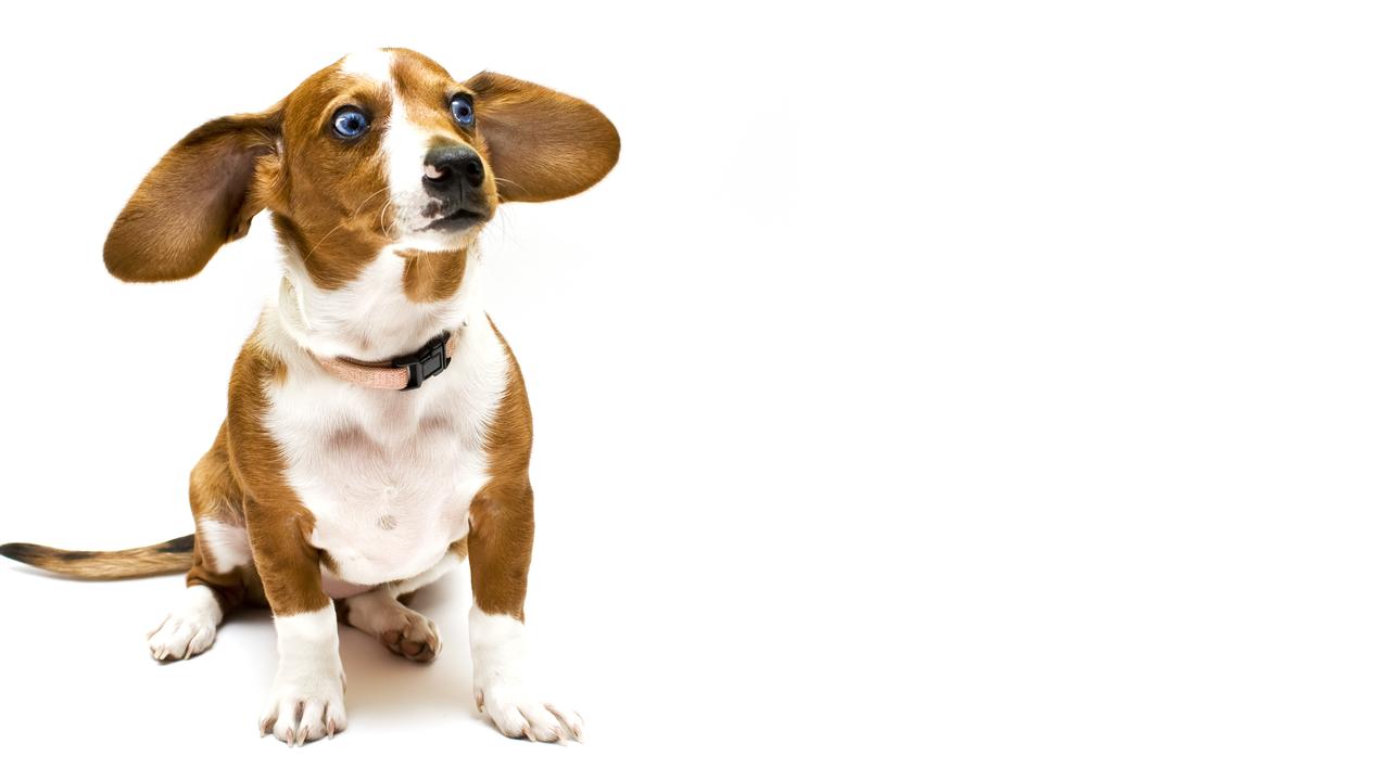 What your star sign would be if you were a dog: Nikki Osborne
