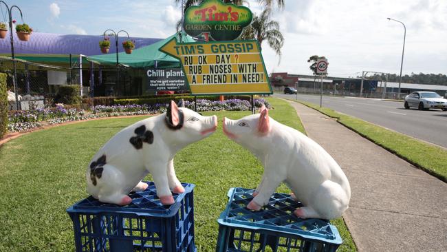 Pig shows his caring side on R U Ok Day.