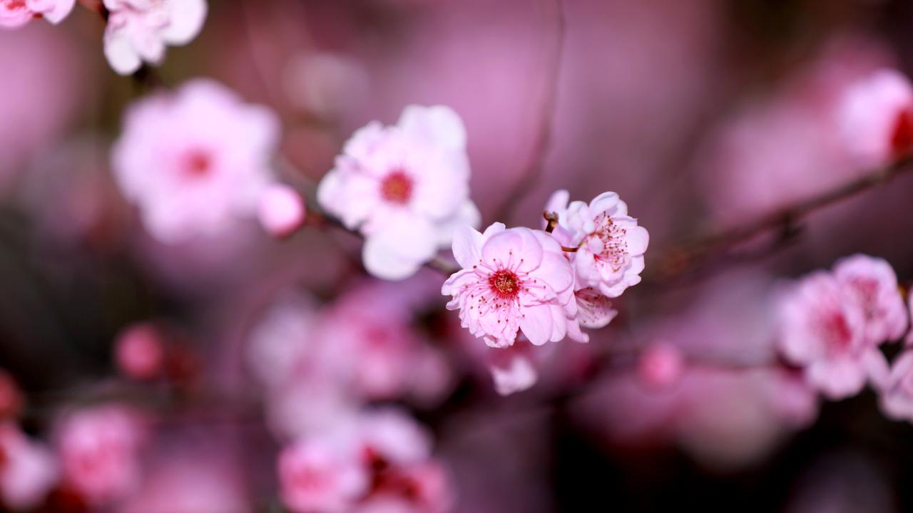 Cherry blossoms at the annual Cherry Blossom Festival in Auburn. (AAP IMAGE / Angelo Velardo)