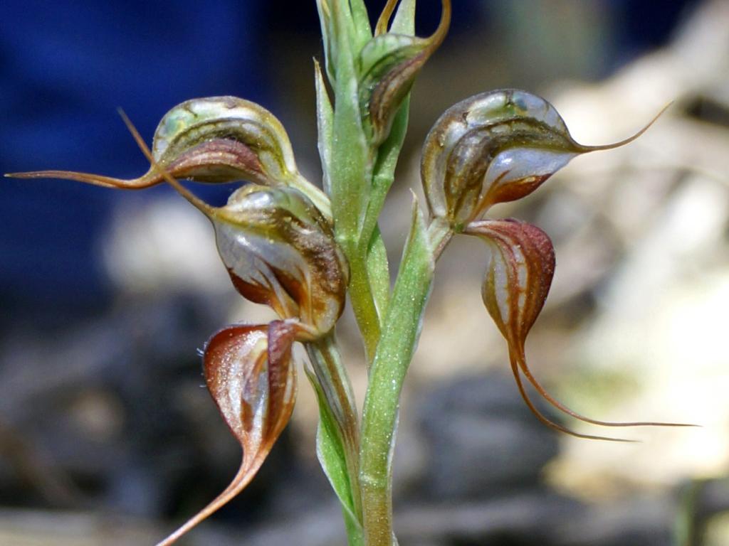 The Sandhill Greenhood orchid (Pterostylis arenicola), a criticallyendangered species in the Adelaide and Mt Lofty Ranges (AMLR) region, hasbeen transplanted to Torrens Island, once a quarantine site for infectiousdiseases. Credit: Judy Borlase