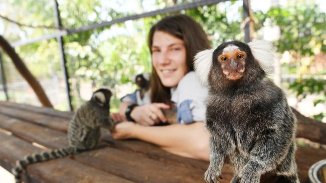 NT business Crocodylus Park has managed to hold onto 90 per cent of its workers through JobKeeper. Pictured is zookeeper Shoni Atkinson with some friendly common marmosets. Picture: Katrina Bridgeford.