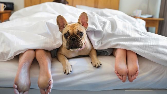 The dog is the third wheel. Image: iStock 