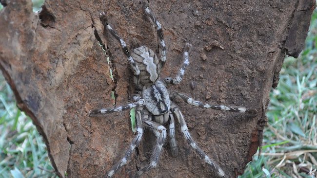 New species of tarantula