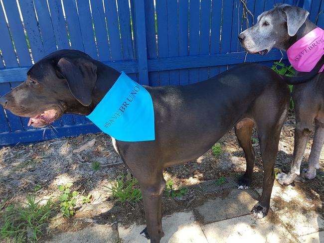 Bruno with his foster sister Zelda. Picture: Saving Bruno/Facebook