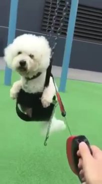 Tang Tang the dog enjoying a swing