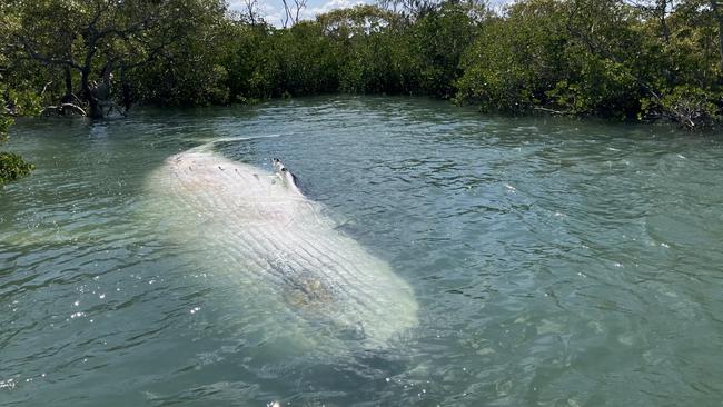 The dead adult humpback was towed to a secluded mangrove spot near K'gari. Picture: Supplied