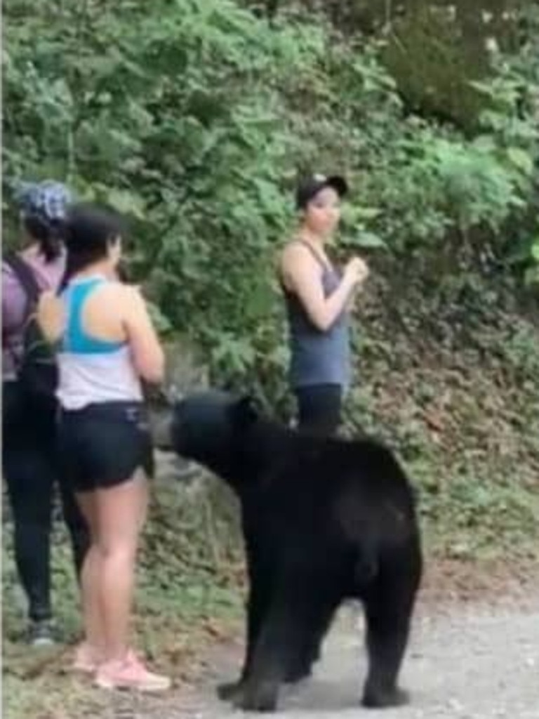 The hikers kept their cool as the bear approached.