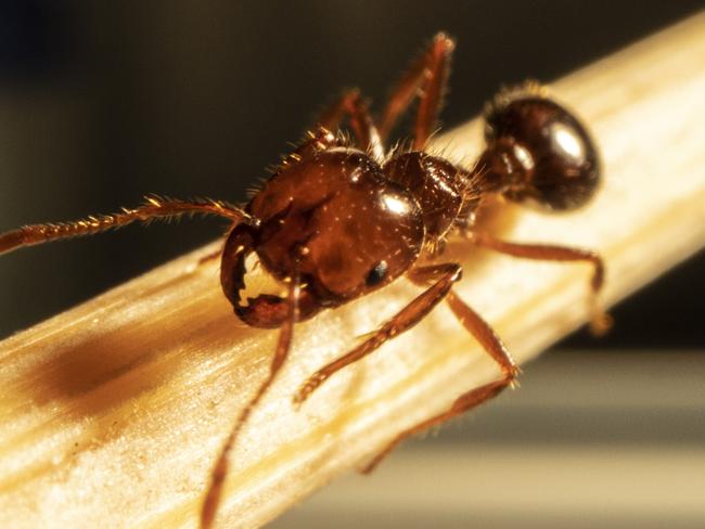 Fire ants are dark reddish-brown with a darker black-brown abdomen and are from two to six millimetres long. Residents and businesses should report any sign of fire ants to the NSW DPI on 1800 680 244