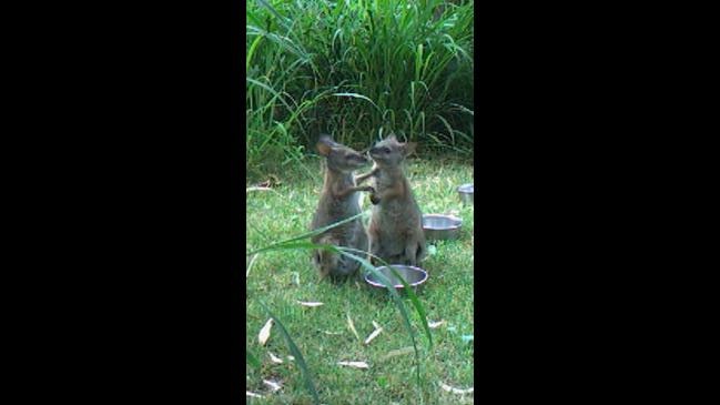 australia zoo daniel the wallaby