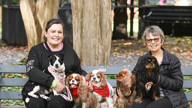 Million Paws Walk at Adelaide Botanic Gardens. Picture: Brenton Edwards