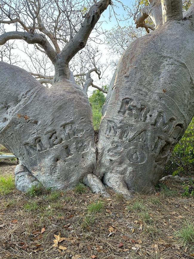 The tree inscribed by Phillip Parker King’s carpenter in 1820. Picture: Jess Adamson