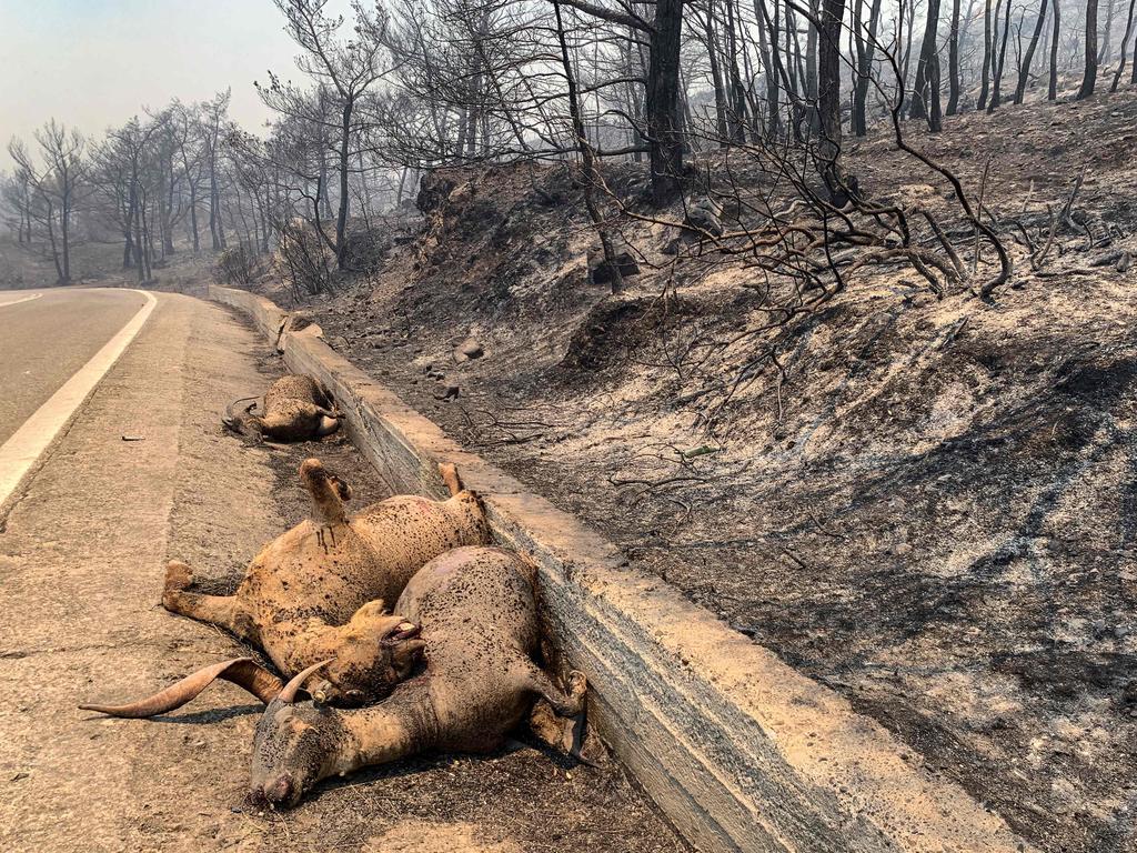 Burnt animals near Asklipeio on the Greek island of Rhodes, as tens of thousands of people including Australians have fled blazes on the island. Picture: AFP