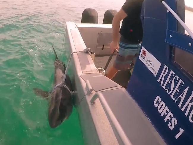 Researchers capture a shark, before tagging and releasing it as part of the trial.