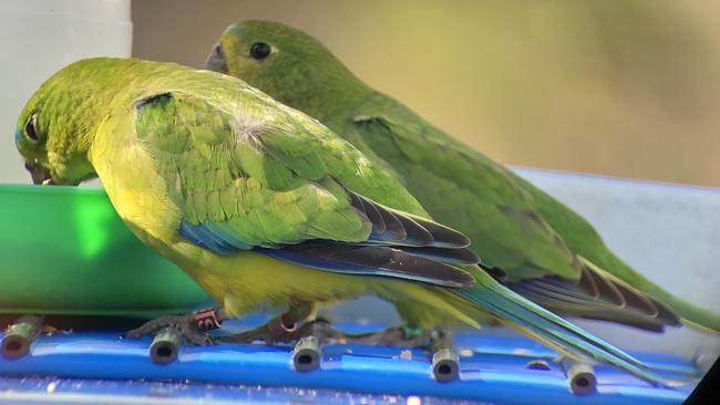 Juvenile orange-bellied parrots feed at Malaleuca at Port Davey in Tasmania's Southwest National Park. Picture: PHILIP YOUNG