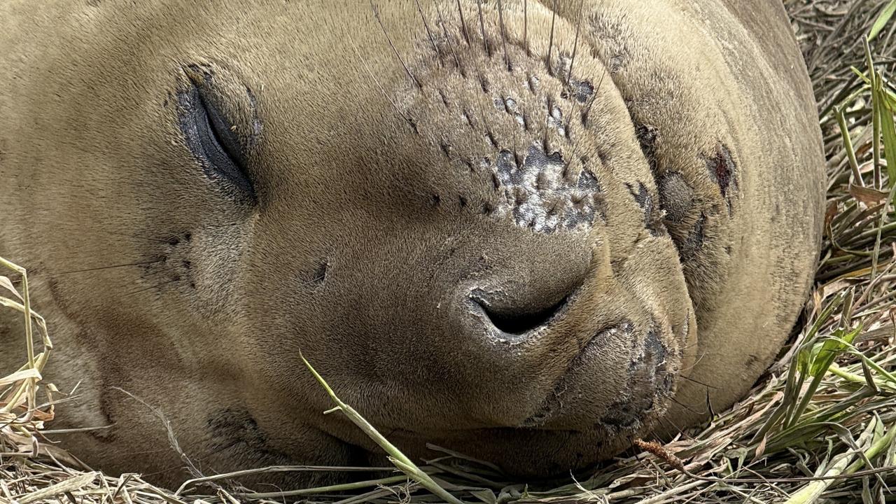 Neil the seal back ashore after months at sea